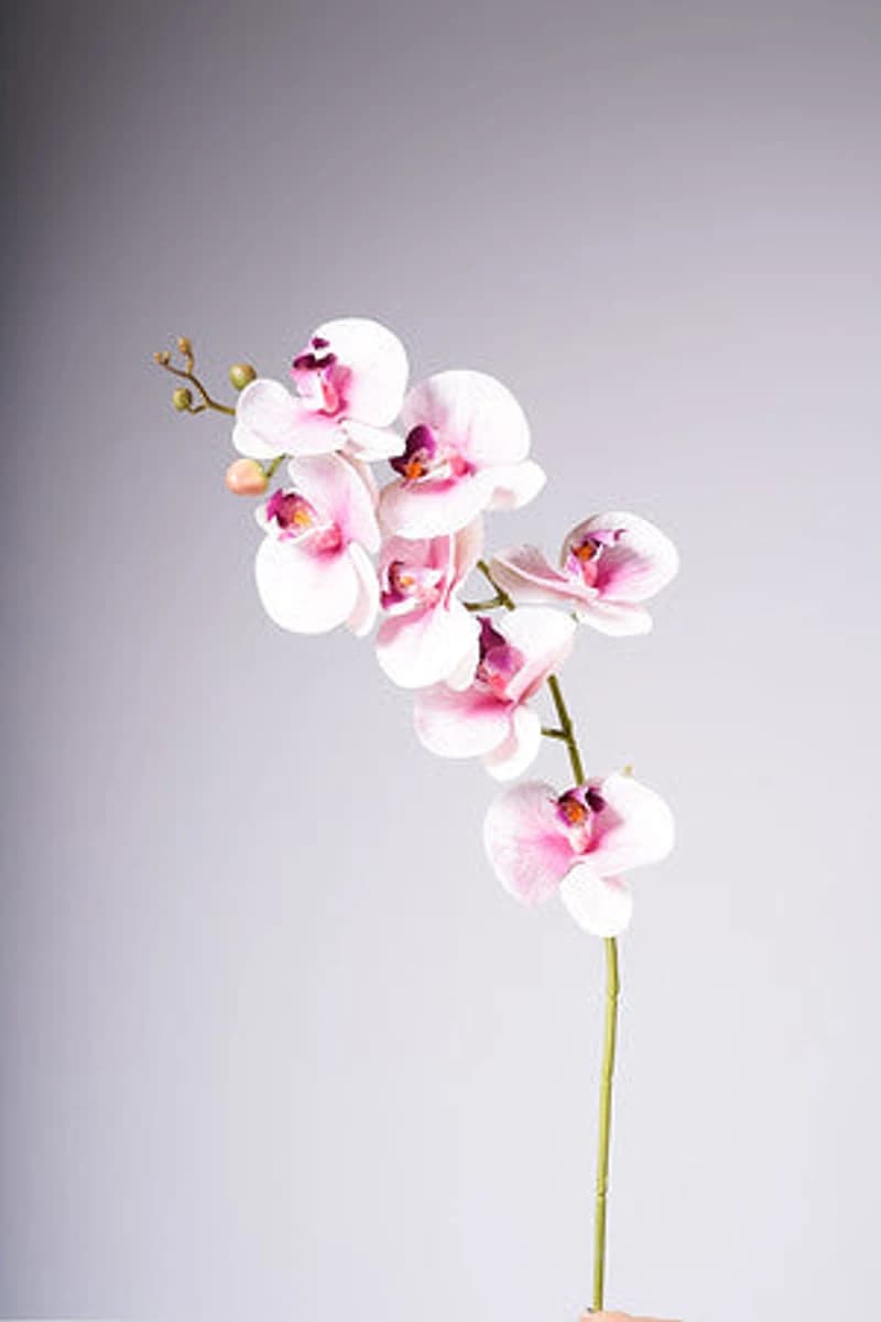 35" PHALAENOPSIS SPRAY PINK