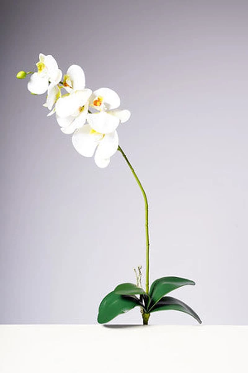 28.5" PHALAENOPSIS PLANT - WHITE