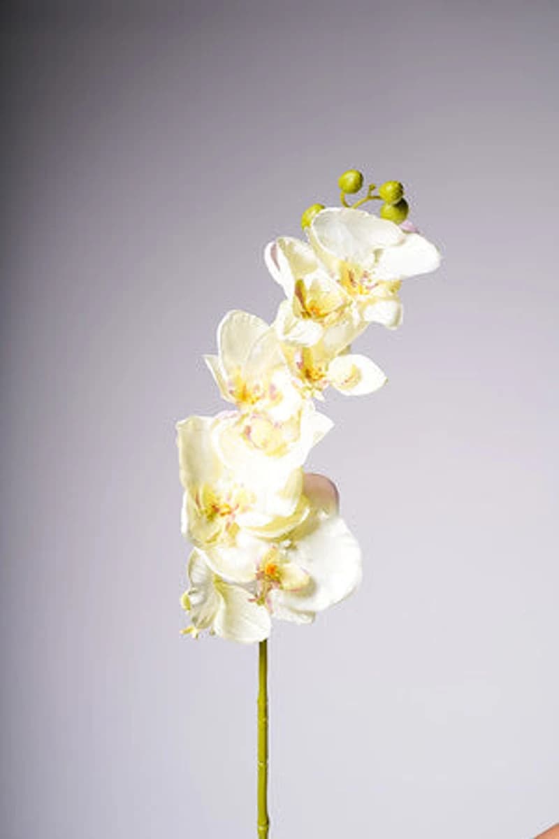 40" ORCHID X8 FLOWERS CREAM