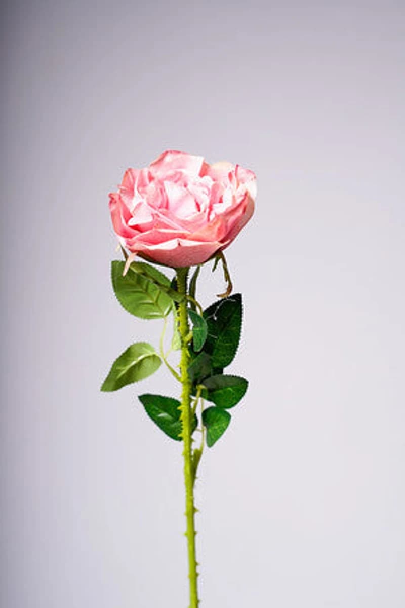 22" ROSE ROSE